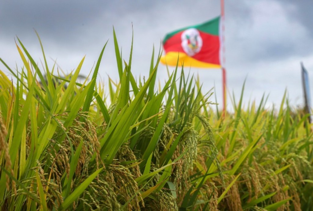 Arroz no RS registra produtividade acima do esperado e colheita atinge mais de 98% da área